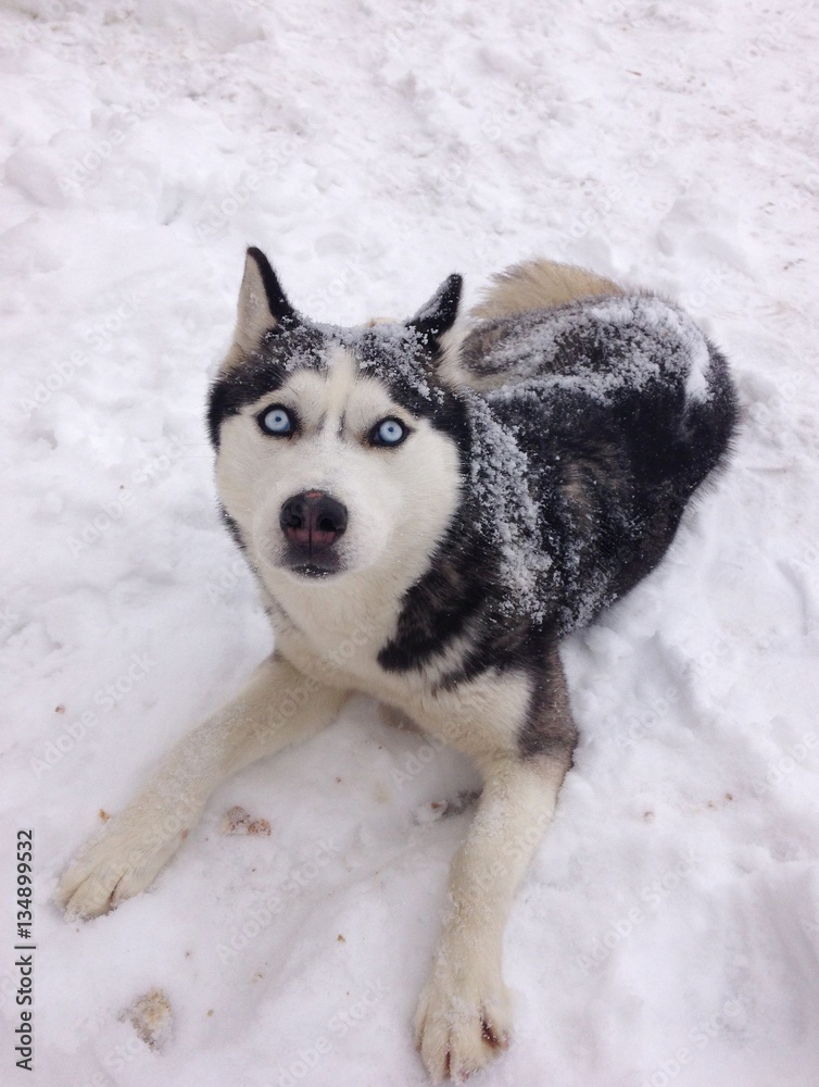 Image of Siberian husky playing in snow Stock Photo | Adobe Stock