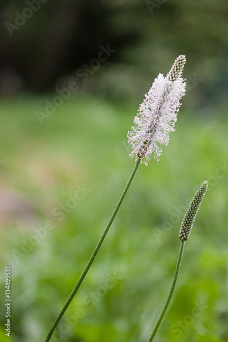 Alopecurus pratensis, coda di topo
