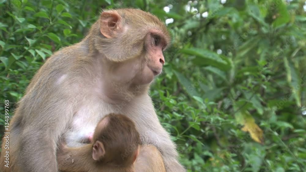 Close up Mother Monkey feeding a baby and eating Close up Mother Monkey feeding a baby and eating