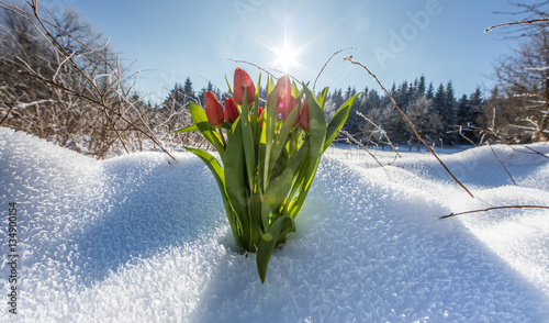 Fototapeta Naklejka Na Ścianę i Meble -  tulpenstrauß