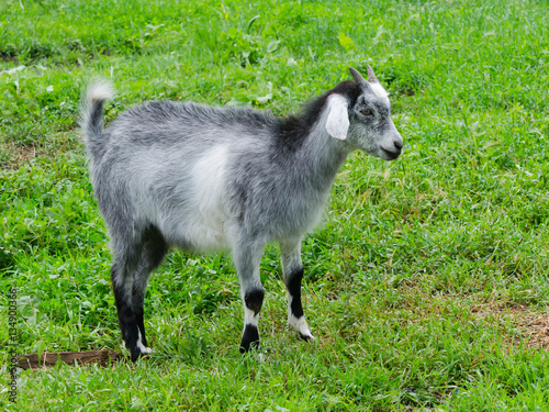 Goat grazing on the grass.