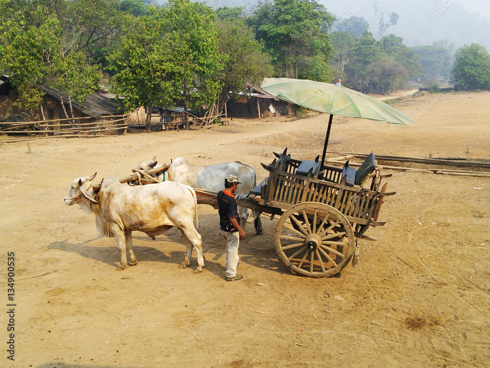 Mules cart and man staying on yellow ground in Thailand.