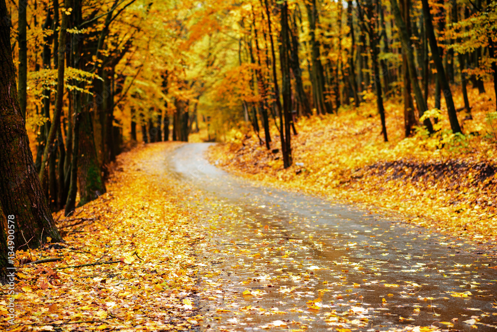 autumn alley. Sunlight breaks through the autumn leaves of trees