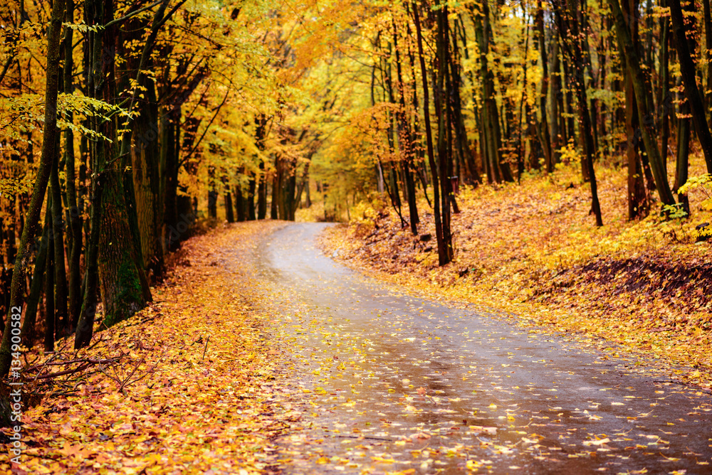 autumn alley. Sunlight breaks through the autumn leaves of trees autumn alley. Sunlight breaks through the autumn leaves of trees