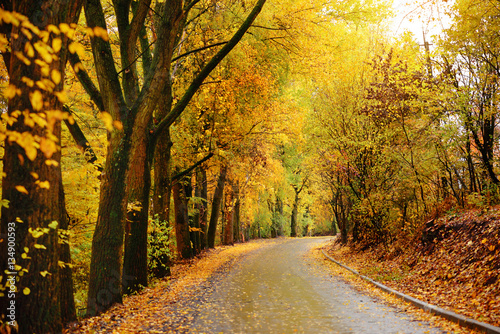 autumn alley. Sunlight breaks through the autumn leaves of trees © cezarksv