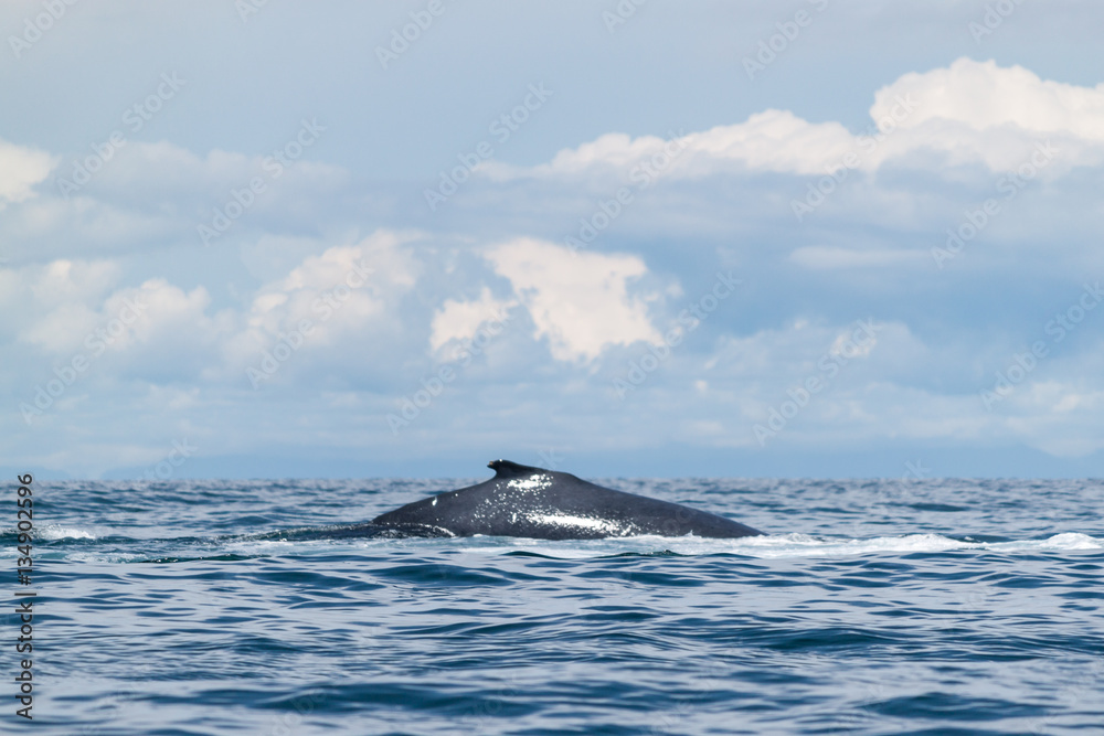 Fototapeta premium Humpback whale breaching