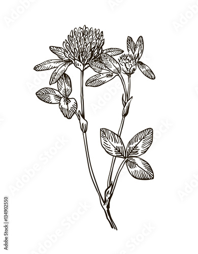 Ink clover herbal illustration. Hand drawn botanical sketch style. Vector