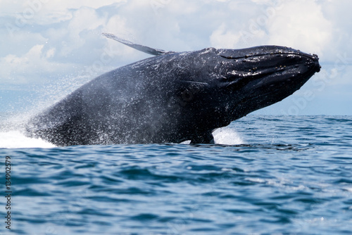 Humpback whale breaching © EcaterinaLeonte