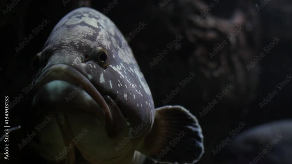Scary big grouper in the Mediterranean