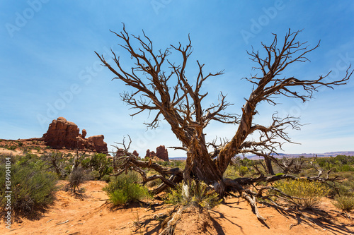 Dry tree in desert valley.