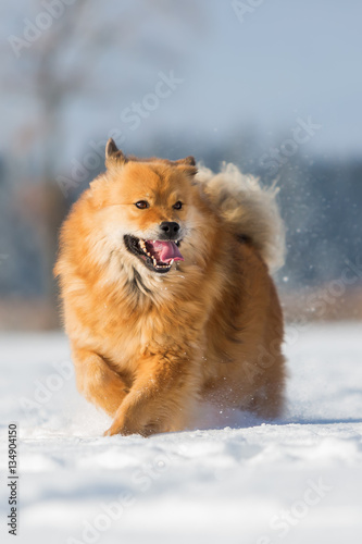 Elo dog runs in the snow © Christian Müller