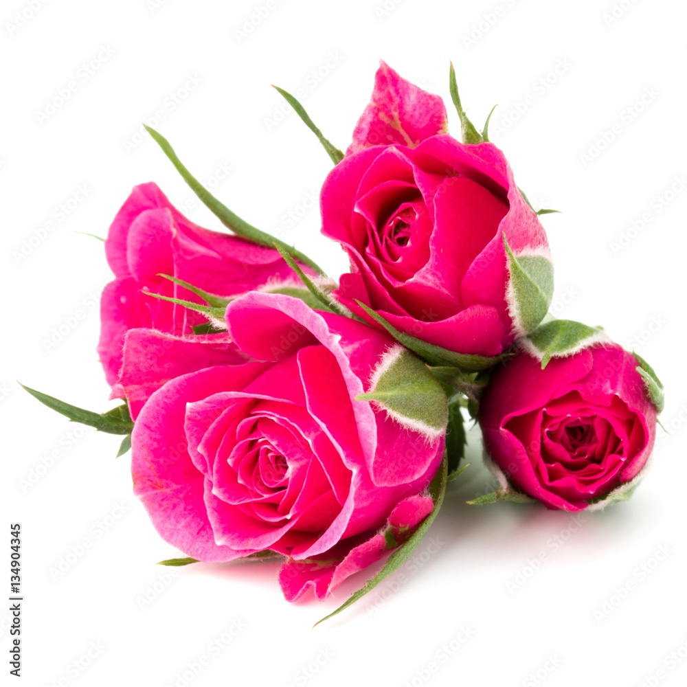 pink rose flower head isolated on white background cutout