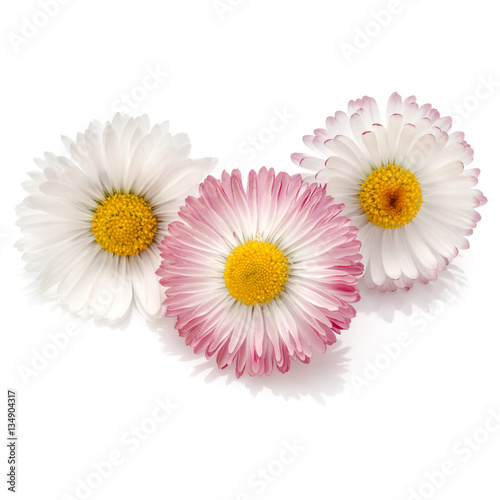 Fototapeta Naklejka Na Ścianę i Meble -  Beautiful daisy flowers isolated on white background cutout