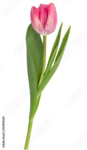 one pink tulip flower isolated on white background