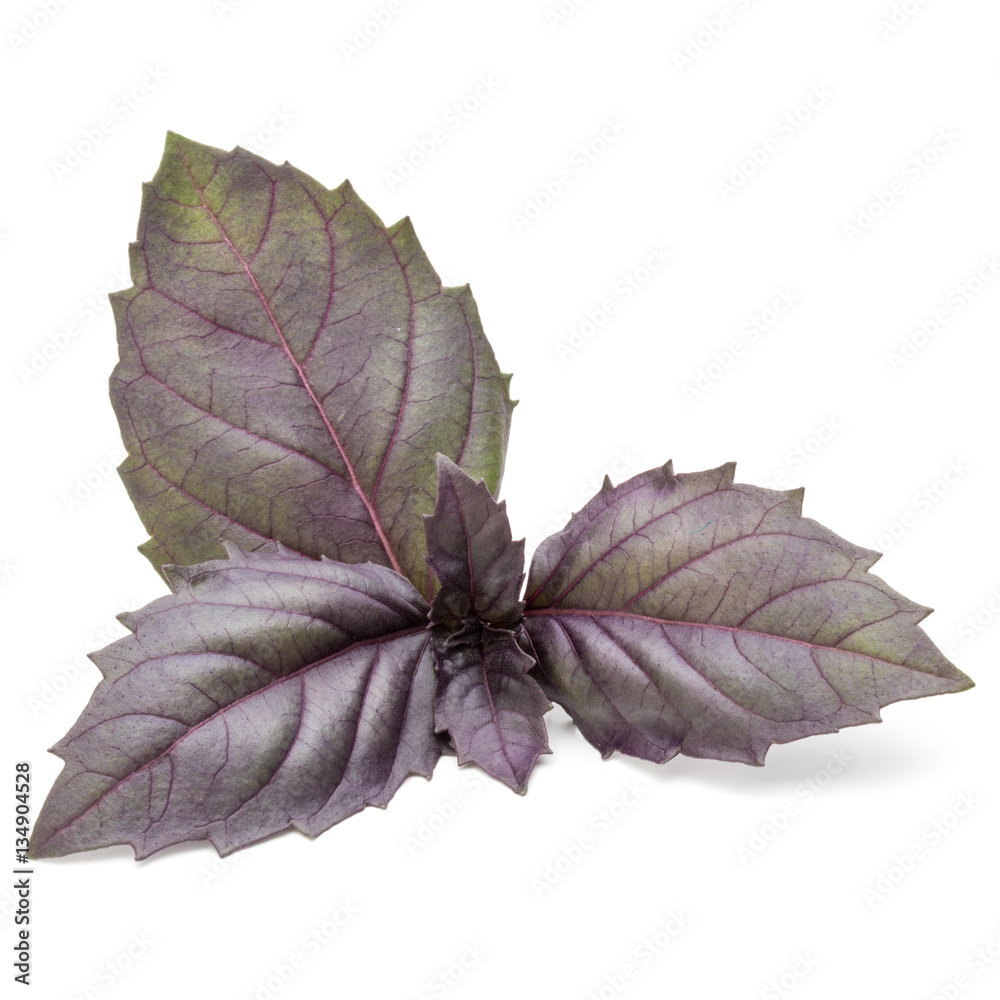 Close up studio shot of fresh red basil herb leaves isolated on