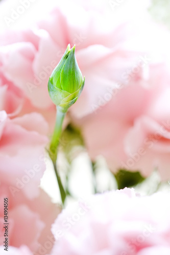 Fototapeta Naklejka Na Ścianę i Meble -  Flowers Vase Table Bouquet Spring Bud