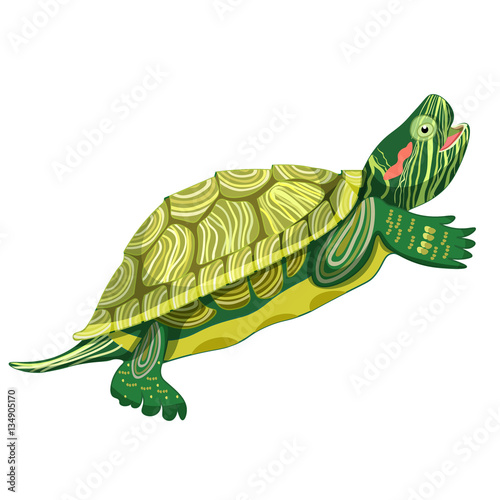 Pond slider turtle green smiling.  illustration
