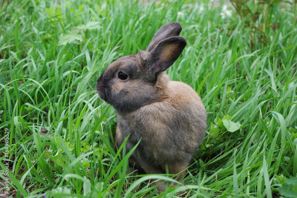 Fototapeta premium Brown rabbit sitting in the grass