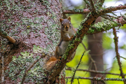 "Curious Squirrel" wildlife nature © StrayLens