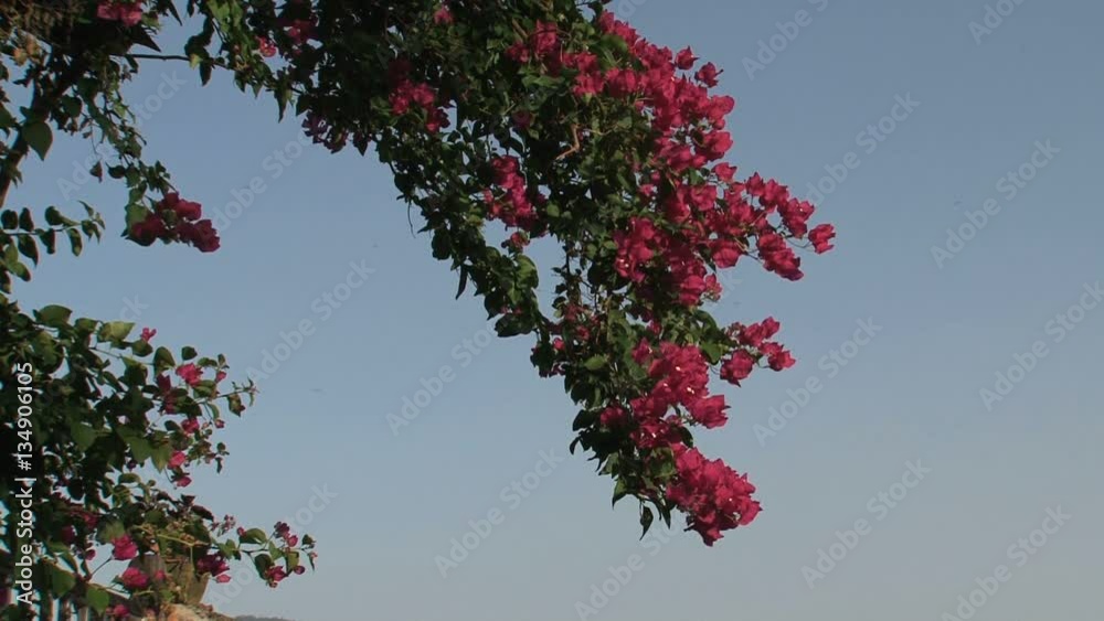 Red flowers and a clear blue sky Red flowers and a clear blue sky