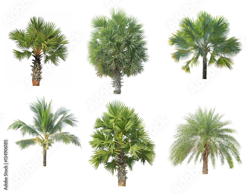Palm tree top isolated on white background