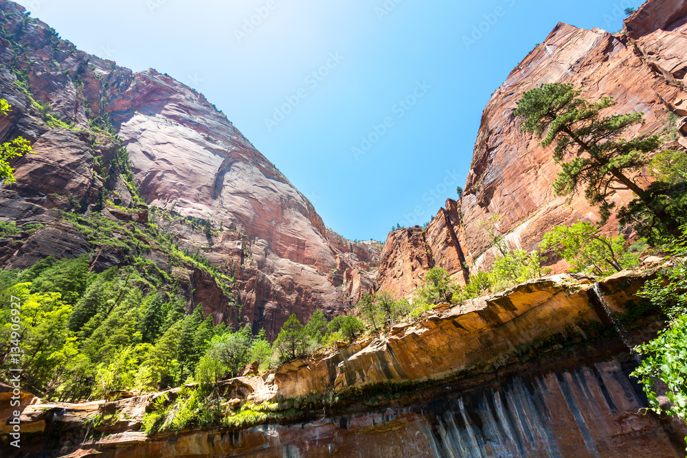 Red rocks with evergreen pines, Zion National Park