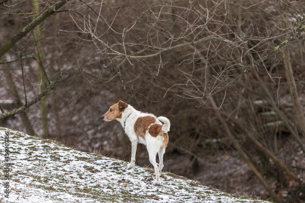 Terrier beim Spiel