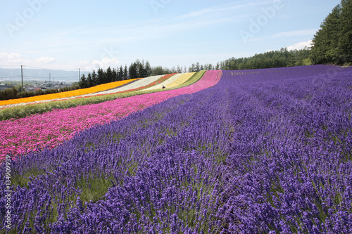 夏の花畑