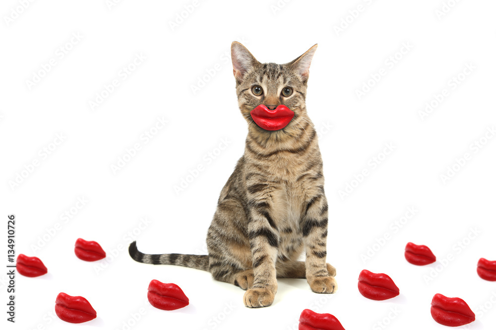 Foto Stock Bengal cat wearing red wax lips | Adobe Stock