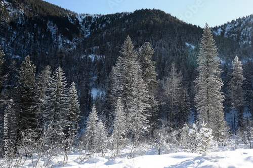Siberian taiga at the foot of the Khamar-Daban range in the Baikal region in winter