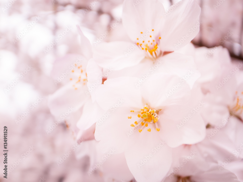 Cherry Blossoms_桜