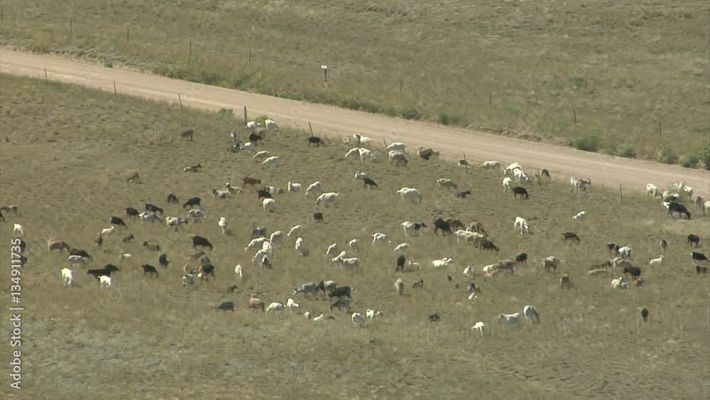 Time Lapse of Goats Clearing Wildfire Fuel in Field Time Lapse of Goats Clearing Wildfire Fuel in Field