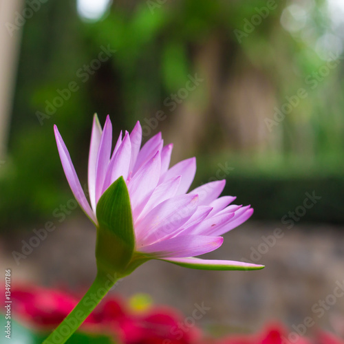 Colorful of a lotus.