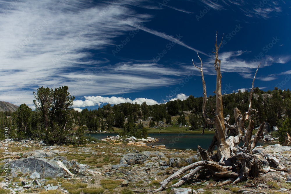 Pine trees and bare granite rocks lie under deep blue alpine skies in the high sierra Pine trees and bare granite rocks lie under deep blue alpine skies in the high sierra