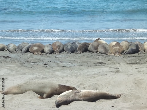Elephant Seals on the Beach
