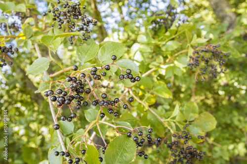 Black Elder (Sambucus nigra), fruit, Galicia, Spain. photo