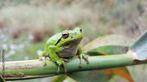 The green tree frog