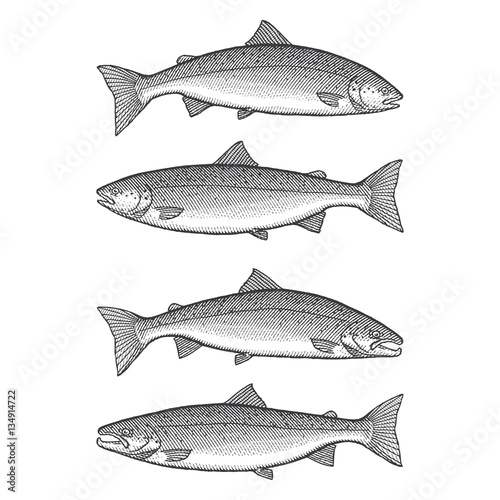 Illustration of a male and female Atlantic Salmon