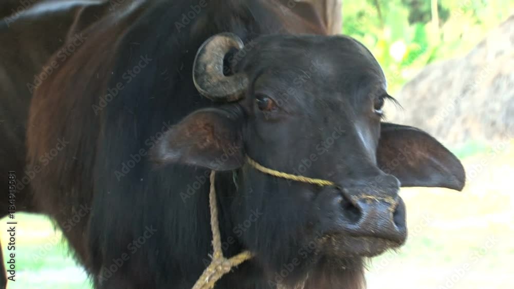 Asian bull in Nepal