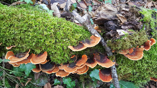 Fungus at a tree