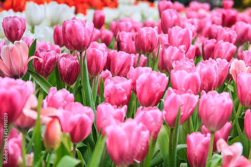 Colorful tulips pink color in  garden  tulips background