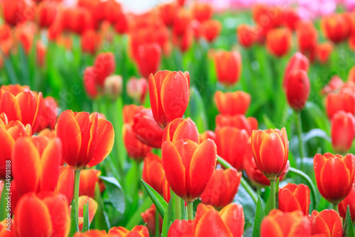 Colorful tulips red color in  garden  Thailand