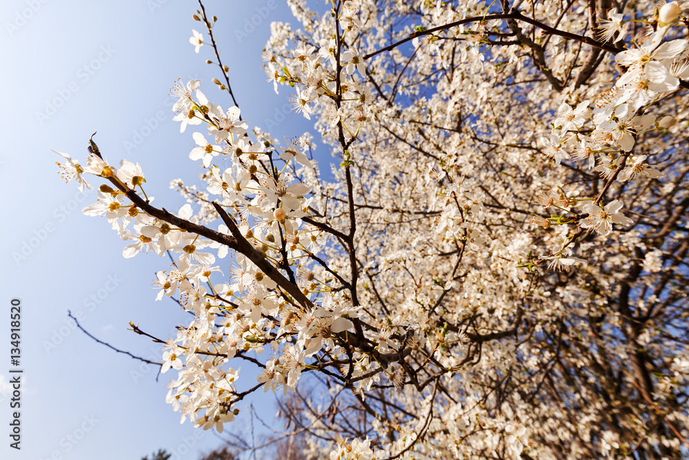 Obraz premium tree in bloom