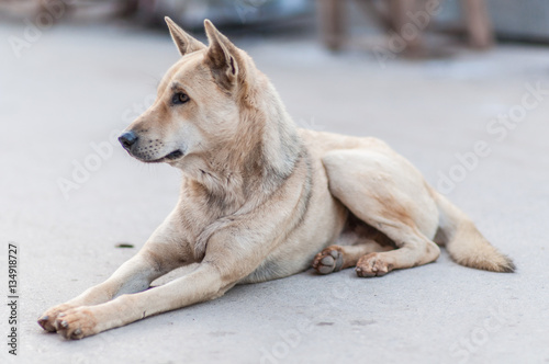 Thai dog sitting on the cement floor © NAVAPON