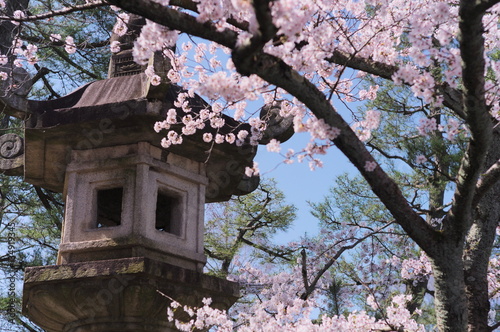 桜と石燈籠