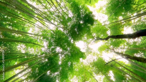 Bamboo forest above, On the move.