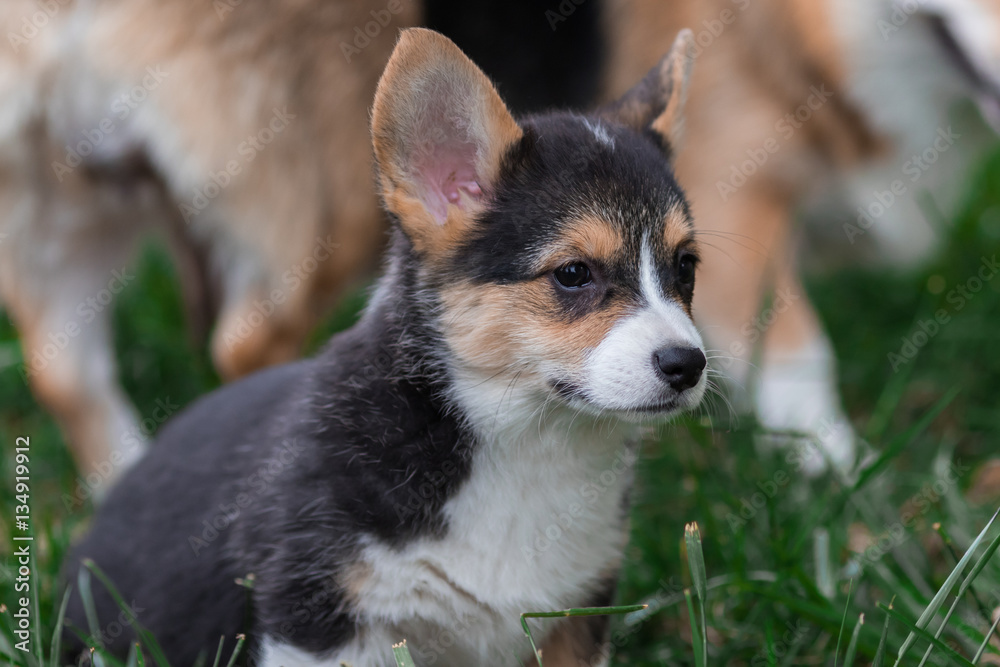 Photo of Cute Little Welsh Corgi Puppy Portrait. Pembroke Corgi Dog Playing in Green Grass Park Photo of Cute Little Welsh Corgi Puppy Portrait. Pembroke Corgi Dog Playing in Green Grass Park