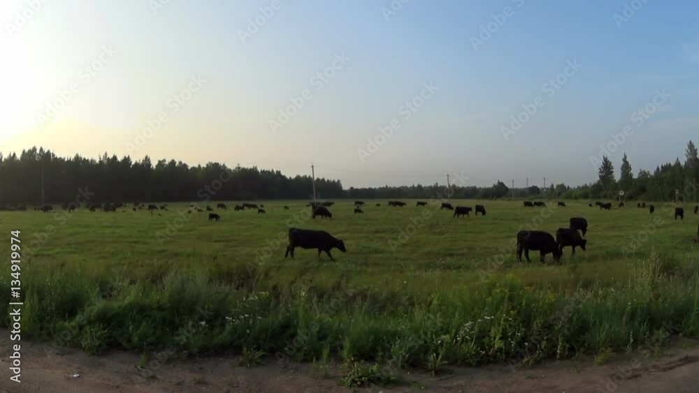 View from the car meadow with grazing cows View from the car meadow with grazing cows