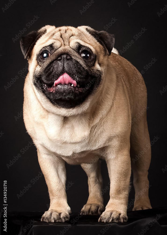 pug