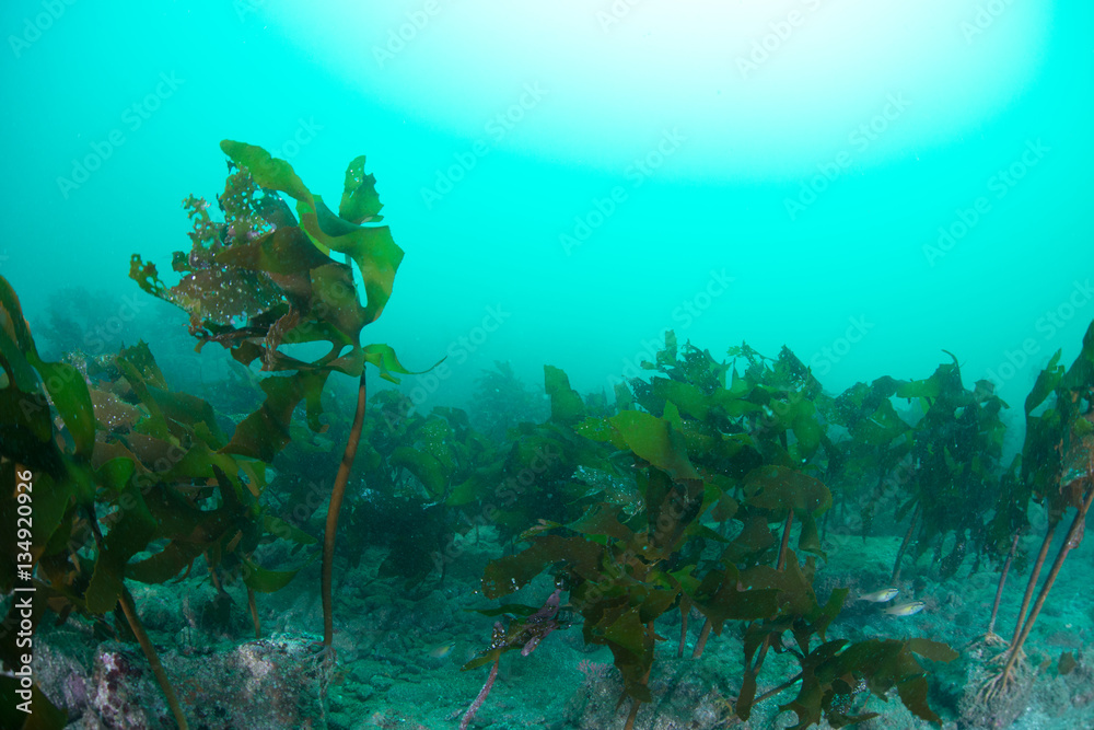 Fototapeta premium Seaweed